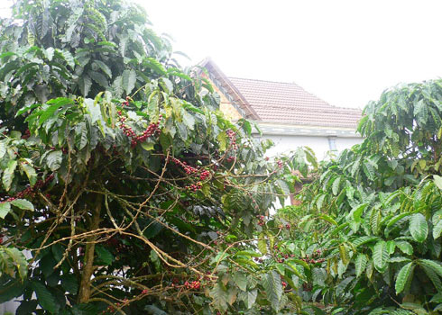 Xúc tiến kiện đòi thương hiệu cà phê Buôn Ma Thuột